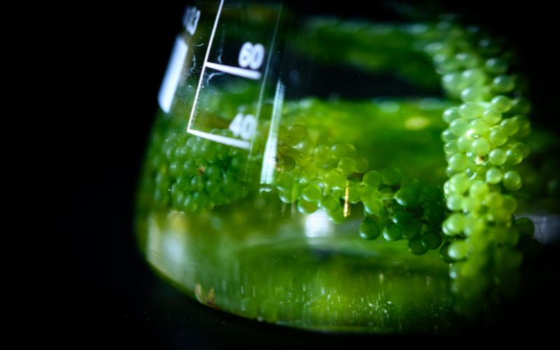 Ý nghĩa của tên miền .bio: Biology - Sinh học, Hữu cơ, Sức khỏe Ý nghĩa của tên miền .bio: Biology - Sinh học, Hữu cơ, Sức khỏe